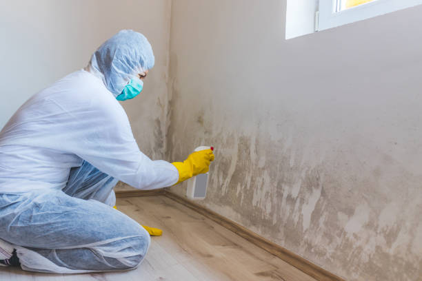 Licensed Basement Mold Remediation service in Warren, PA - WQB Mold Removal