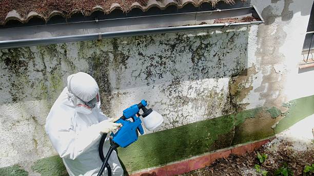 Top rated local Basement Mold Remediation specialists in Warren, PA